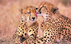 African Cheetahs wallpaper thumb