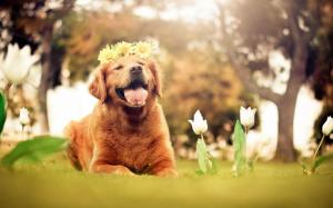 Cute brown dog, wreath, flowers, tulips, summer, nature wallpaper thumb