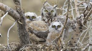 Owl family wallpaper thumb