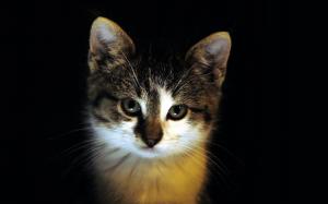 kitten, face, dark, eyes wallpaper thumb
