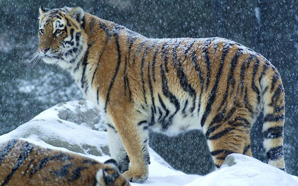 Snow Tiger HD wallpaper,animals HD wallpaper,snow HD wallpaper,tiger HD wallpaper,1920x1200 wallpaper