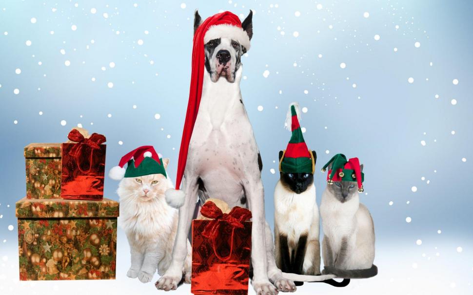 Merry Christmas Doggie wallpaper,merry HD wallpaper,doggie HD wallpaper,animals HD wallpaper,1920x1200 wallpaper