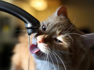 Cat Faucet Macro Water HD wallpaper thumb