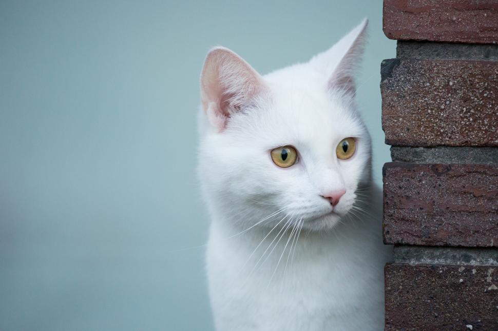 White cat, ook wallpaper,look HD wallpaper,white cat HD wallpaper,2048x1365 wallpaper