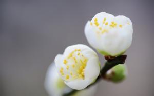 Spring white flowers macro photography wallpaper thumb