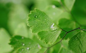 Green leaves, water drops, nature wallpaper thumb