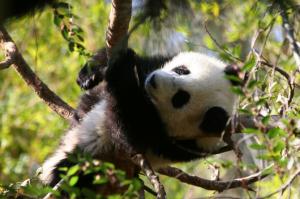 Cute Baby Panda, Animal, Lovely, Forest wallpaper thumb