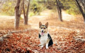 Nature Trees Animals Dogs Corgi Fallen Leaves Autumn Picture Gallery wallpaper thumb