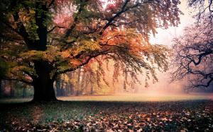 Golden autumn, nature, trees, leaves, fog, dawn wallpaper thumb