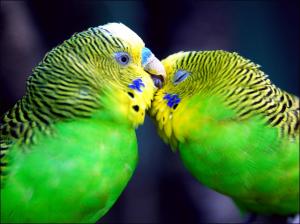 Birds-in-love wallpaper thumb