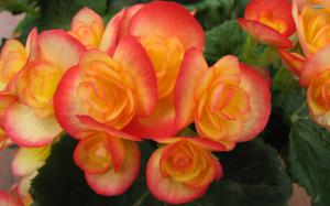 ~the Exquisite Begonia~ wallpaper thumb