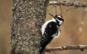 Bird Woodpecker wallpaper thumb