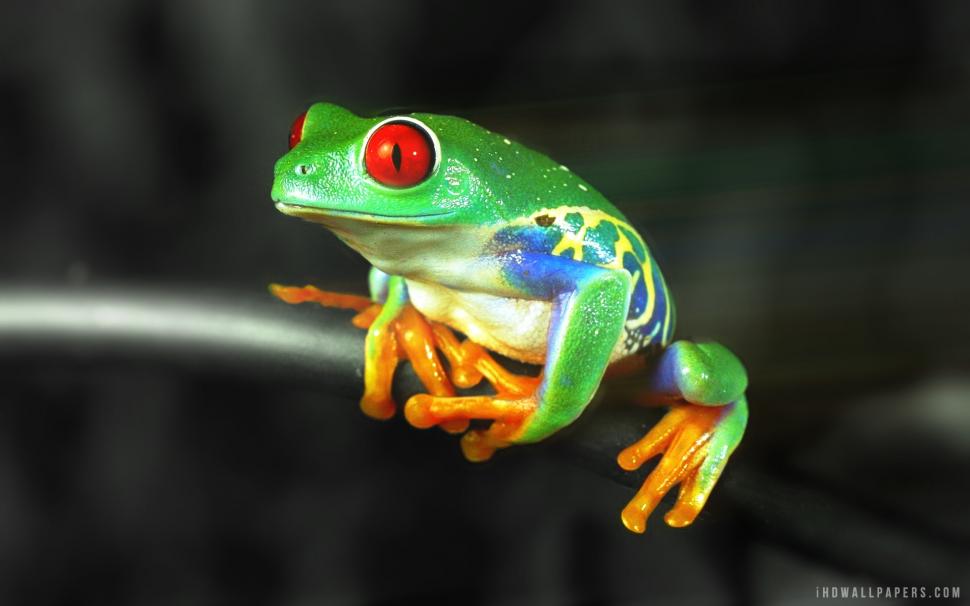 Colorful frog wallpaper,frog HD wallpaper,colorful HD wallpaper,1920x1200 wallpaper