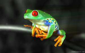Colorful frog wallpaper thumb