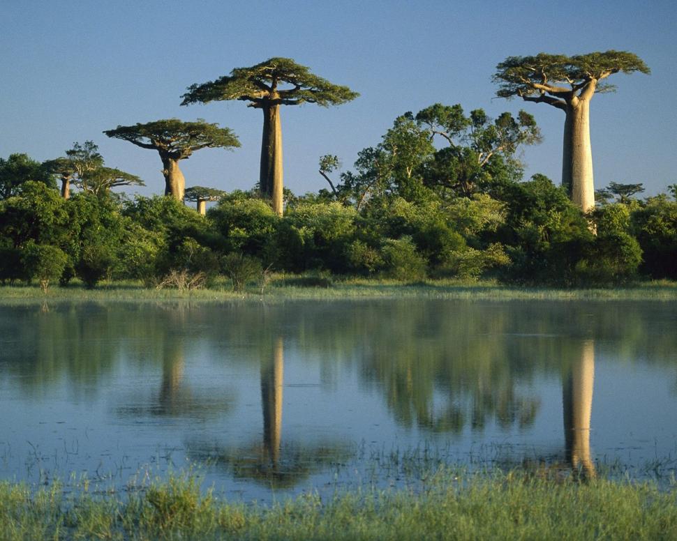 Baobab trees reflected in wetlands - madagascar Baobab Trees Tree HD wallpaper,nature wallpaper,trees wallpaper,tree wallpaper,madagascar wallpaper,wetlands wallpaper,baobab wallpaper,baobab trees wallpaper,1280x1024 wallpaper