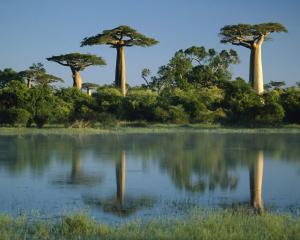 baobab trees reflected in wetlands - madagascar Baobab Trees Tree HD wallpaper thumb