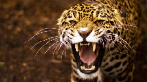 Angry Jaguar wallpaper thumb