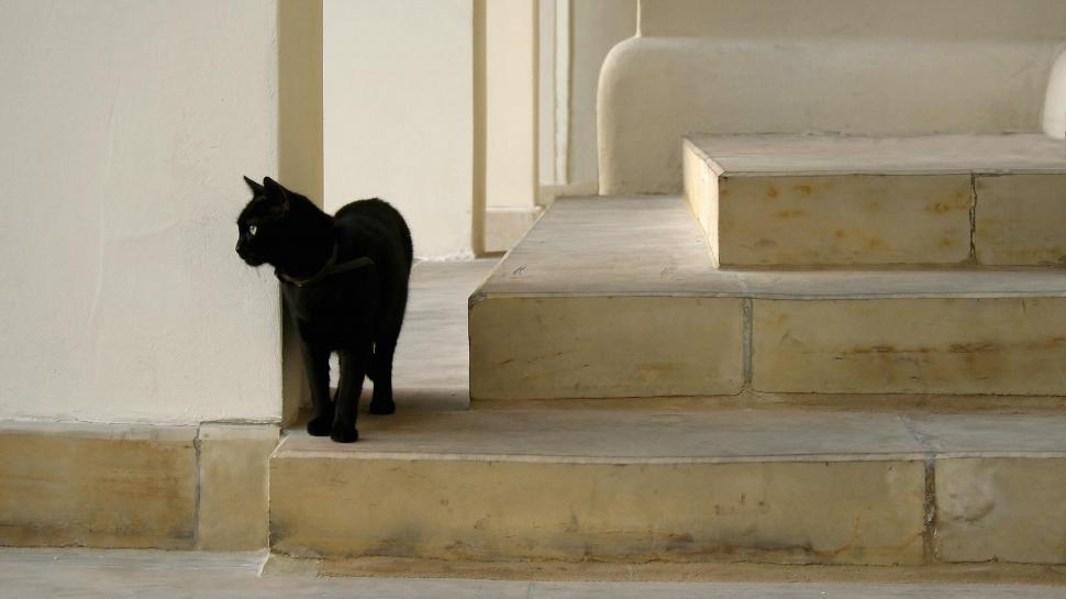 Black cat on the stairs wallpaper,animals HD wallpaper,1920x1080 HD wallpaper,1920x1080 wallpaper