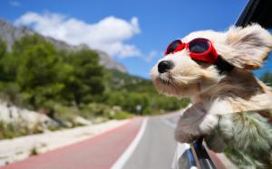 Dog with sunglasses wallpaper thumb