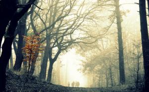 Forest, trees, mist, walk road, people wallpaper thumb