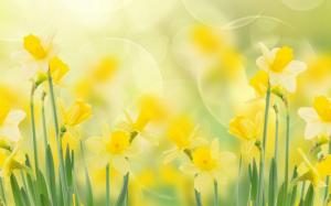Daffodils Spring wallpaper thumb