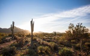 Scottsdale, Arizona, USA, cactus, desert, sky, clouds, sun wallpaper thumb