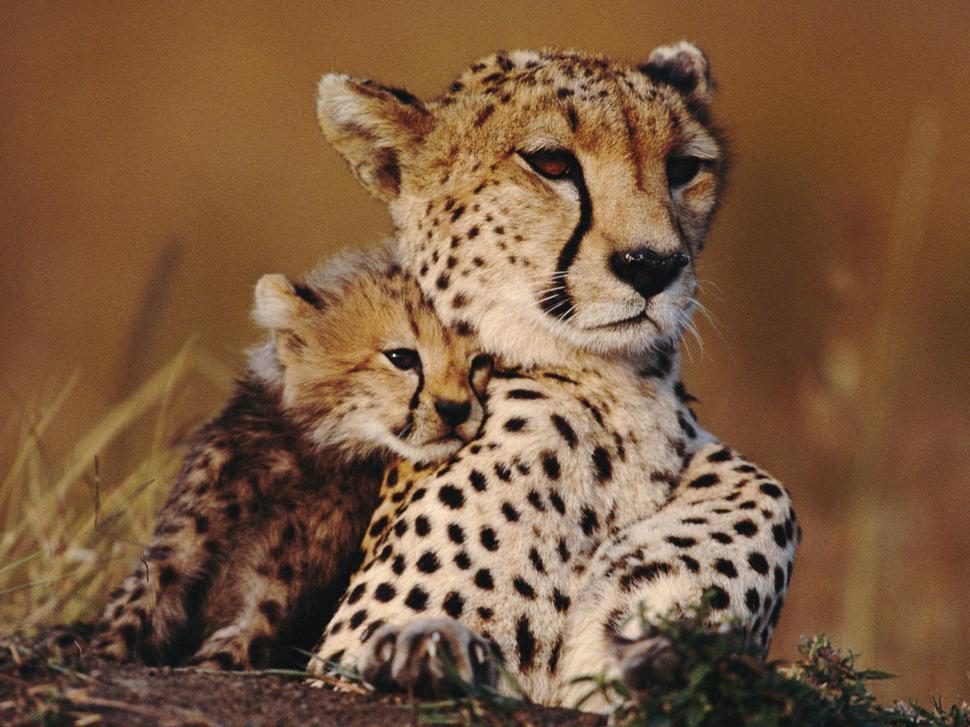 Sweet Mother's Love wallpaper | animals | Wallpaper Better