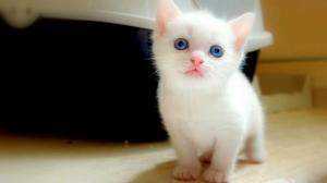 White Kitten Cute 1920×1080 wallpaper thumb