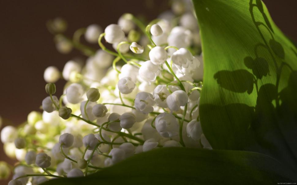 Lily of the valley bouquet wallpaper,nature HD wallpaper,flower HD wallpaper,may HD wallpaper,1920x1200 wallpaper