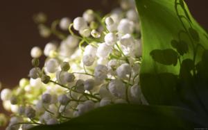 Lily of the valley bouquet wallpaper thumb