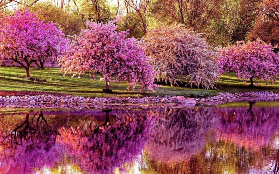 PInk Trees wallpaper,trees wallpapers HD wallpaper,cherry backgrounds HD wallpaper,Spring HD wallpaper,pond HD wallpaper,Reflection  HD wallpaper,download 3840x2400 trees HD wallpaper,  HD wallpaper,2880x1800 wallpaper