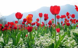 Red tulips, flowers, mountains wallpaper thumb