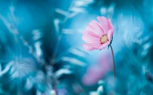 Pink flower, blue background, bokeh wallpaper thumb