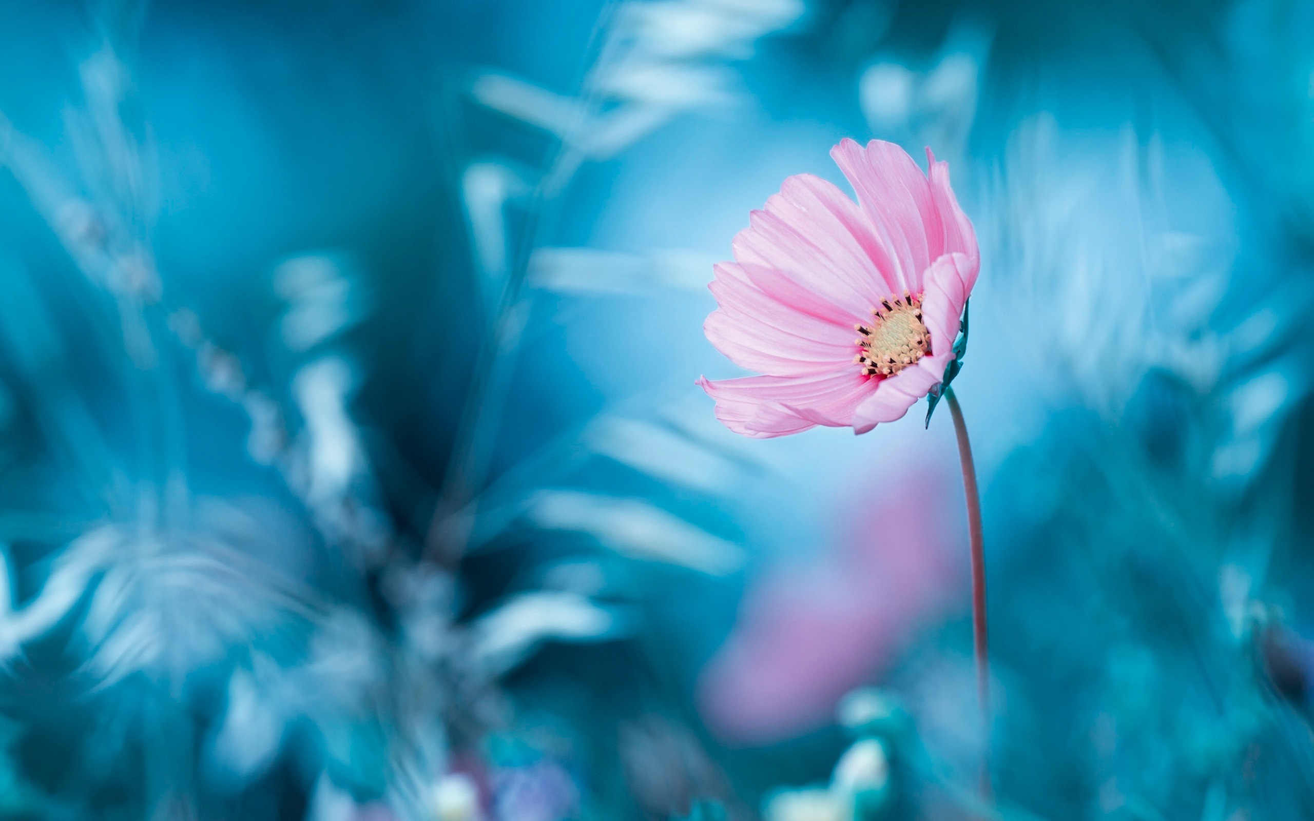 Pink flower, blue background, bokeh wallpaper | flowers | Wallpaper Better
