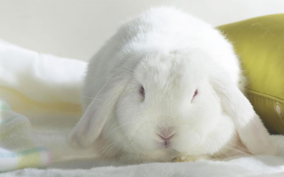 Cute Bunny, Adorable, Floppy Ears, White Fur, Red Eyes wallpaper,cute bunny HD wallpaper,adorable HD wallpaper,floppy ears HD wallpaper,white fur HD wallpaper,red eyes HD wallpaper,1920x1200 wallpaper