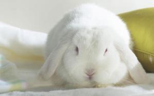 Cute Bunny, Adorable, Floppy Ears, White Fur, Red Eyes wallpaper thumb