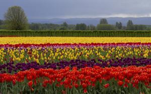 Colorful flowers field wallpaper thumb