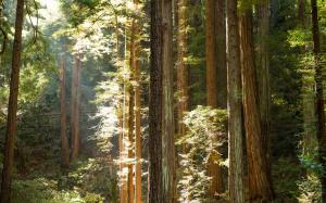 Forest Trees Yosemite Sunlight Redwood HD wallpaper thumb