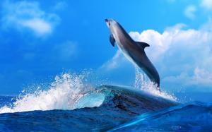 animals, sea, water, blue, blue sky, dolphin, ocean wallpaper thumb