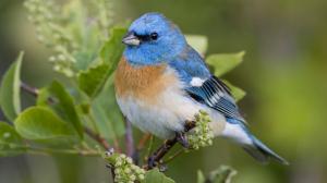 Beautiful blue bird wallpaper thumb
