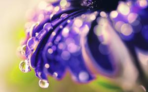 Drops Morning Dew Flower Images wallpaper thumb