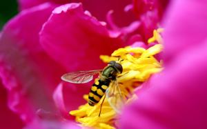 Bee & Flower in HD HD wallpaper thumb