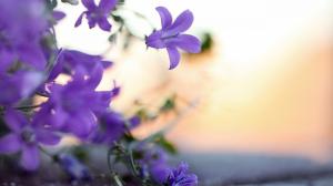 Violet Flowers, Petals, Blur wallpaper thumb