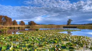 Lily Pads In A Marsh wallpaper thumb