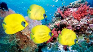 Underwater world of tropical fish and corals wallpaper thumb
