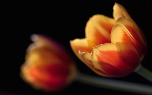 Tulips in orange wallpaper thumb