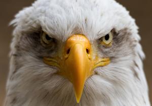 Eagle bird portrait wallpaper thumb