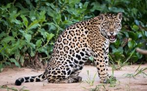 Animal close-up, jaguar, big cat wallpaper thumb