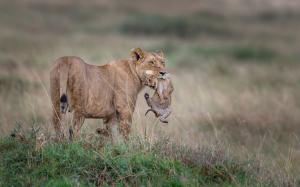 Lioness with cubs, wildlife wallpaper thumb