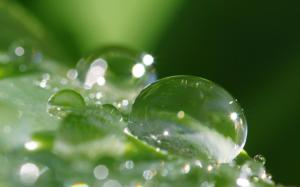 Drop Drops Reflection Water Leaves Leaf Macro Bokeh Phone wallpaper thumb